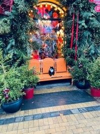 Да ладно. Животные вне гражданства и национальностей. Все чуды чудные. Вот вам наших  отечественных котов. Есть даже сторож Вечного огня.))) и даже целая ёлка из котов.!