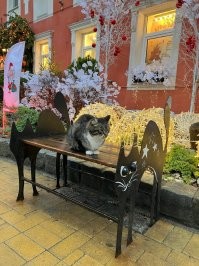 Да ладно. Животные вне гражданства и национальностей. Все чуды чудные. Вот вам наших  отечественных котов. Есть даже сторож Вечного огня.))) и даже целая ёлка из котов.!
