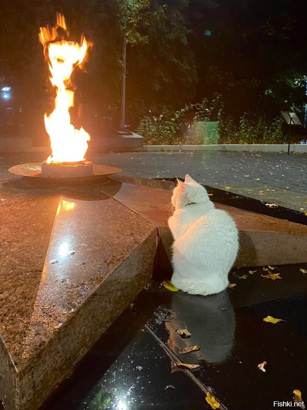 Да ладно. Животные вне гражданства и национальностей. Все чуды чудные. Вот вам наших  отечественных котов. Есть даже сторож Вечного огня.))) и даже целая ёлка из котов.!