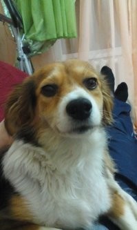 И мою Булю тоже тогда добавьте)
Самая добрая и абсолютно неагрессивная собака, даже по отношению к кошкам.