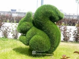 Я думаю если там к лету потеплеет, можно семян газонной травы или других почвопокровников сыпануть, и получится вот что-то такое. Топиарий.
Только я не знаю, у его скульптур есть армирующий каркас или нет. Если нет - есть риск что развалится.
Ну и еще по навозу - если старый, то трава легко примется, если совсем свежий - может сгореть, пожелтеть, не удасться. Надо перепревший навоз брать. Потом трава корнями всё скрепит - скульптура долго простоит. У нас в городе неподалеку есть утки по этой технологии слепленные, их уж лет десять только подновляют. Очень симпатично.
У автора скульптур руки явно из плеч растут, если он это даже зимой на морозе исхитрился слепить.
Вот примеры работы с травой: