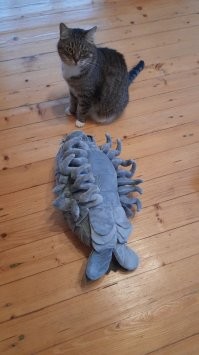 Многие люди берут себе кошек и собак для красоты.. Т.е. главная задача не любовь к питомцу, а чтоб им умиляться и фотографировать и радоваться как красивой картине на стене. Поэтому в приютах полно непородистых кошек которые никому не нужны практически, а вот породистых котят и щенков покупают за немалые деньги и обрезают им уши,  делают причёски, наряжают как кукол. Абы они красиво выглядели и можно похвастаться в соц сетях. какое у тебя мило и красивое животное.. а если оно не красивое, то и любви оно не получит у таких людей..  возьмут маленького котёнка, он вырастит, станет не таким маленьким и милым, так они его и выбрасывают на улицу.
Перед тем как брать животное, надо для себя понять.. тебе оно надо чтоб любить его, или чтоб любоваться.. однокоренные слова, но разница принципиальная.
Я когда своих котов заводил, даже фотки не смотрел на сайте приюта, просто позвонил и сказал - дайте двух,  у кого меньше всех шансов найти хозяев или кто дольше всех  у вас находится.  Получил взрослую кошку, которая не любит людей, так как люди её мучали котёнком, и котёнка который потерял один глаз, да и второй у него крайне слабо видит..  Да, на конкурсе красоты с ними не займёшь первые места, но я их люблю и уж точно уши им резать ради внешнего вида не собираюсь.
Не берите питомцев, если для вас это просто объект красивого интерьера помещения. А так, если вы  животное любите, оно будет в любом случае красивым.. возможно исключительно для вас, но вам будет пофигу что думают остальные.