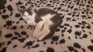 Многие люди берут себе кошек и собак для красоты.. Т.е. главная задача не любовь к питомцу, а чтоб им умиляться и фотографировать и радоваться как красивой картине на стене. Поэтому в приютах полно непородистых кошек которые никому не нужны практически, а вот породистых котят и щенков покупают за немалые деньги и обрезают им уши,  делают причёски, наряжают как кукол. Абы они красиво выглядели и можно похвастаться в соц сетях. какое у тебя мило и красивое животное.. а если оно не красивое, то и любви оно не получит у таких людей..  возьмут маленького котёнка, он вырастит, станет не таким маленьким и милым, так они его и выбрасывают на улицу.
Перед тем как брать животное, надо для себя понять.. тебе оно надо чтоб любить его, или чтоб любоваться.. однокоренные слова, но разница принципиальная.
Я когда своих котов заводил, даже фотки не смотрел на сайте приюта, просто позвонил и сказал - дайте двух,  у кого меньше всех шансов найти хозяев или кто дольше всех  у вас находится.  Получил взрослую кошку, которая не любит людей, так как люди её мучали котёнком, и котёнка который потерял один глаз, да и второй у него крайне слабо видит..  Да, на конкурсе красоты с ними не займёшь первые места, но я их люблю и уж точно уши им резать ради внешнего вида не собираюсь.
Не берите питомцев, если для вас это просто объект красивого интерьера помещения. А так, если вы  животное любите, оно будет в любом случае красивым.. возможно исключительно для вас, но вам будет пофигу что думают остальные.