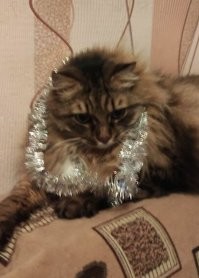 30 животных, которые точно зарядят вас новогодним настроением