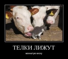 Если не бритая. то нафиг смотреть на песду-пуделя?  
А по факту:
