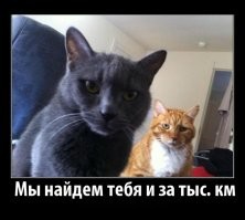 Как далеко можно унести муравья от муравейника?