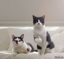 24 кадра, которые доказывают, что жизнь с кошкой - сплошная комедия