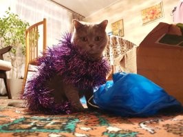 Пушистые предпраздничные сны пушистых