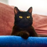 24 кадра, которые доказывают, что жизнь с кошкой - сплошная комедия