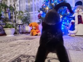 24 кадра, которые доказывают, что жизнь с кошкой - сплошная комедия