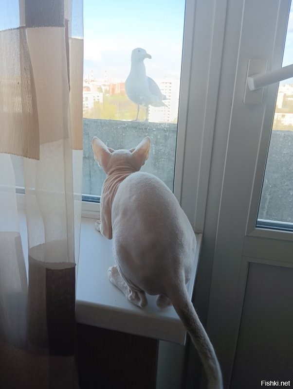 24 кадра, которые доказывают, что жизнь с кошкой - сплошная комедия