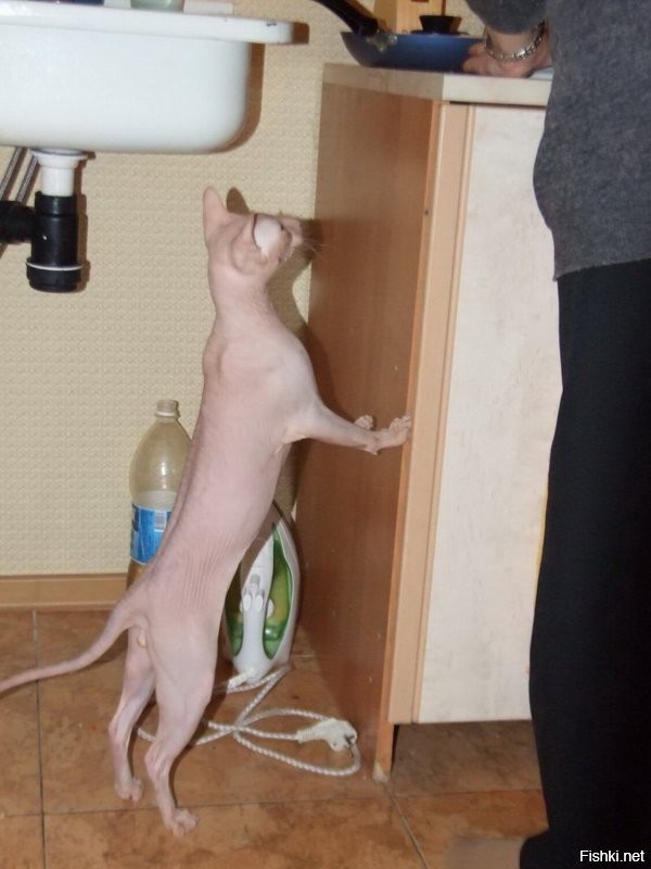 24 кадра, которые доказывают, что жизнь с кошкой - сплошная комедия