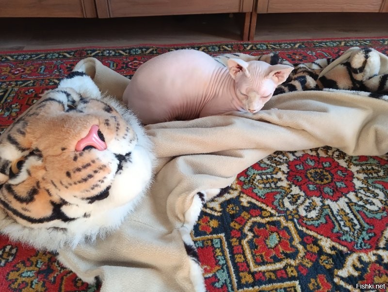 24 кадра, которые доказывают, что жизнь с кошкой - сплошная комедия