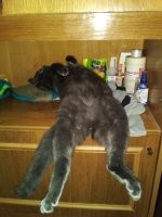 Коты тоже