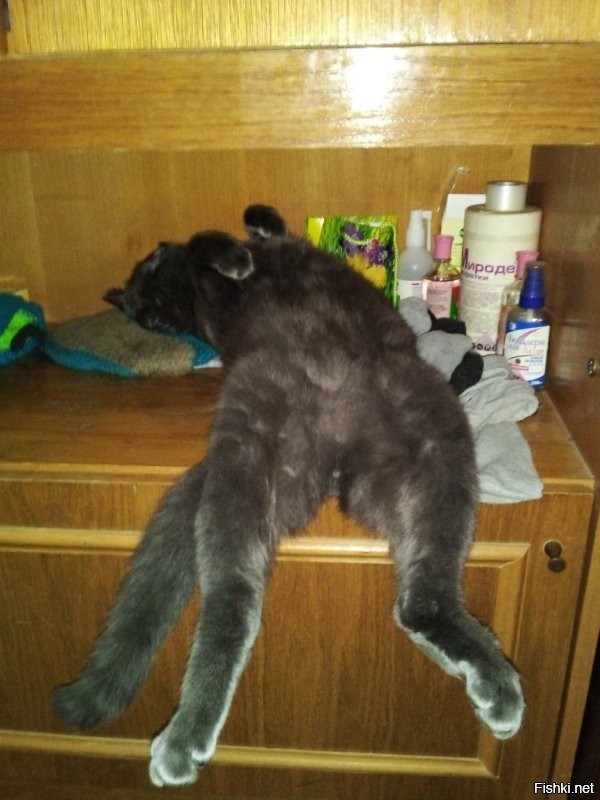 Коты тоже