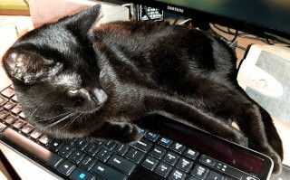 24 кадра, которые доказывают, что жизнь с кошкой - сплошная комедия