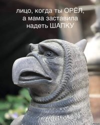 Автомобилист запечатлел охоту ястреба на котёнка