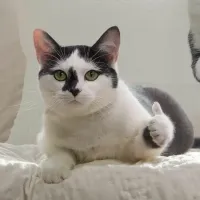 Большие кошки резвятся в бассейне