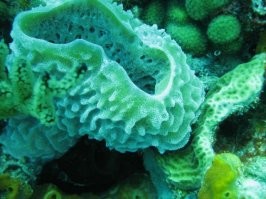 много кого забыл....
медуза  - до 600 млн лет
губка - 750 млн