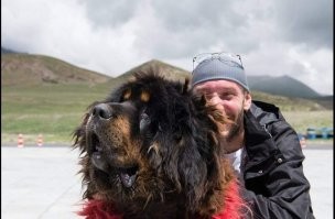 Лет десять назад в Тибете фоткал. Размером они примерно с обычного мастифа, только лохматые.