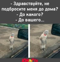 Котёнок залез погреться в тёплую машину
