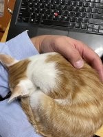 Рыженькие - они такие. Меня тоже летим рыженький себе завел. Прибился на даче. Месяца полтора ему было. Сейчас как хвостик за мной бегает по квартире и постоянно на руки просится.