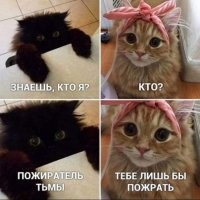 15+ чёрных котиков, которые вызовут улыбку