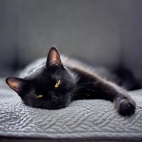 Черные котейки, - лучшие!!!