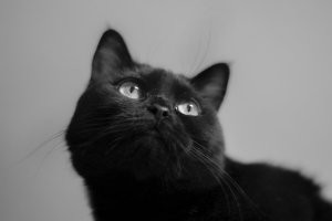 Черные котейки, - лучшие!!!