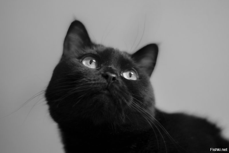 Черные котейки, - лучшие!!!