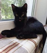 15+ чёрных котиков, которые вызовут улыбку