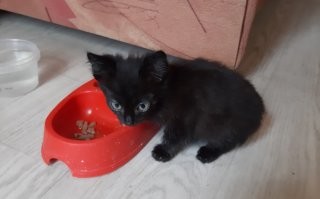 15+ чёрных котиков, которые вызовут улыбку