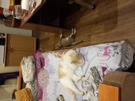 Удар ниже пояса! Вот как тут плюс не поставить? ;)  У неня нынче две подобные скотинки. Самоусыновились- удочерились.