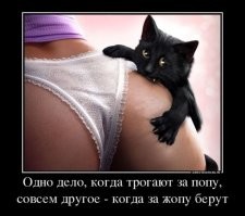 15+ чёрных котиков, которые вызовут улыбку