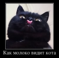 15+ чёрных котиков, которые вызовут улыбку