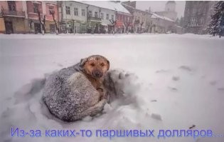 В США собака съела 4000 долларов, которые её хозяева только что сняли с банковского счёта