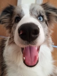 У меня пёсель такой.