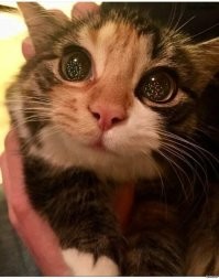 Хороши, также как и обычные)