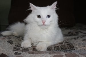 Гетерохромия разная и прекрасная