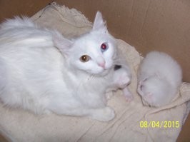 Другая кошка.