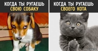 Собака или кошка: учёные выяснили, какой питомец более полезен