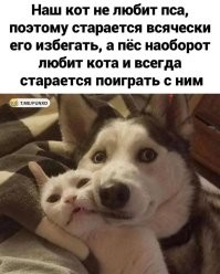 Собака или кошка: учёные выяснили, какой питомец более полезен