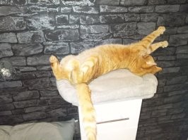 В случае с кошками картина иная   на физическую активность такие домашние питомцы практически не влияют.

И чего же я такой активный. Вы в игру Поймай кота играли? Особенно когда кот не хочет быть пойманным.