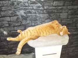 В случае с кошками картина иная   на физическую активность такие домашние питомцы практически не влияют.

И чего же я такой активный. Вы в игру Поймай кота играли? Особенно когда кот не хочет быть пойманным.