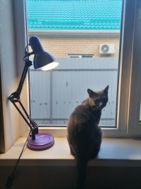 А моя любит слушать мои истории, включает лампу и слушает.