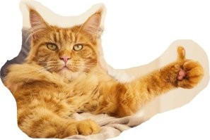 Мужчина из Коломны приехал в город Егорьевск, чтобы спасти застрявшего на колокольне кота