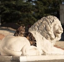 Эти котики отсюда.