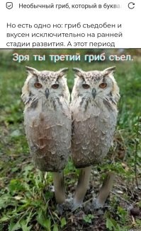 Необычный гриб, который в буквальном смысле занимается самоедством