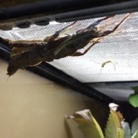 Вон там на заднем плане палочник. Специально старалась сфотать так, чтобы он и собратья в кадр не попадали, а были там сотни этих звеушек.
 Это зоопарк города Калининграда. Ходила в конце октября. Уверена что в террариумах других зоопарков такого ещё больше.