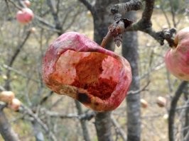 Apple уже не тот